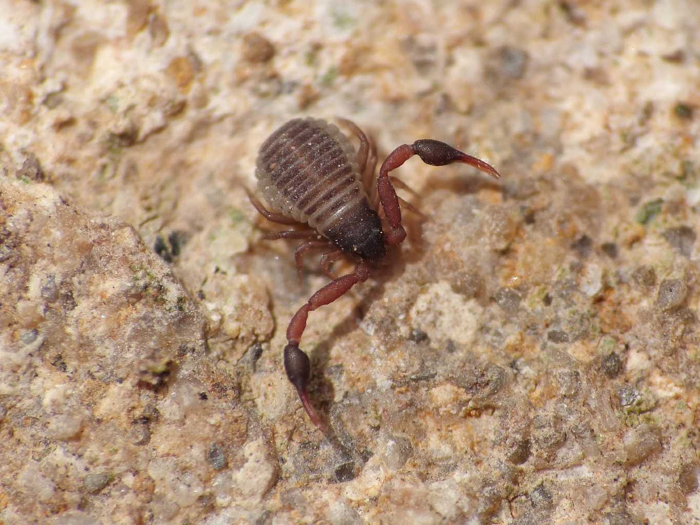 Geogarypus cfr nigrimanus - S. Severa (RM)